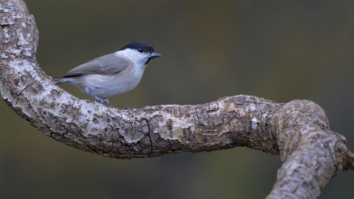 Marsh Tit