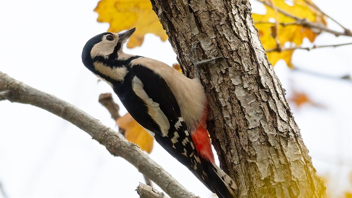 Great Spotted Woodpecker