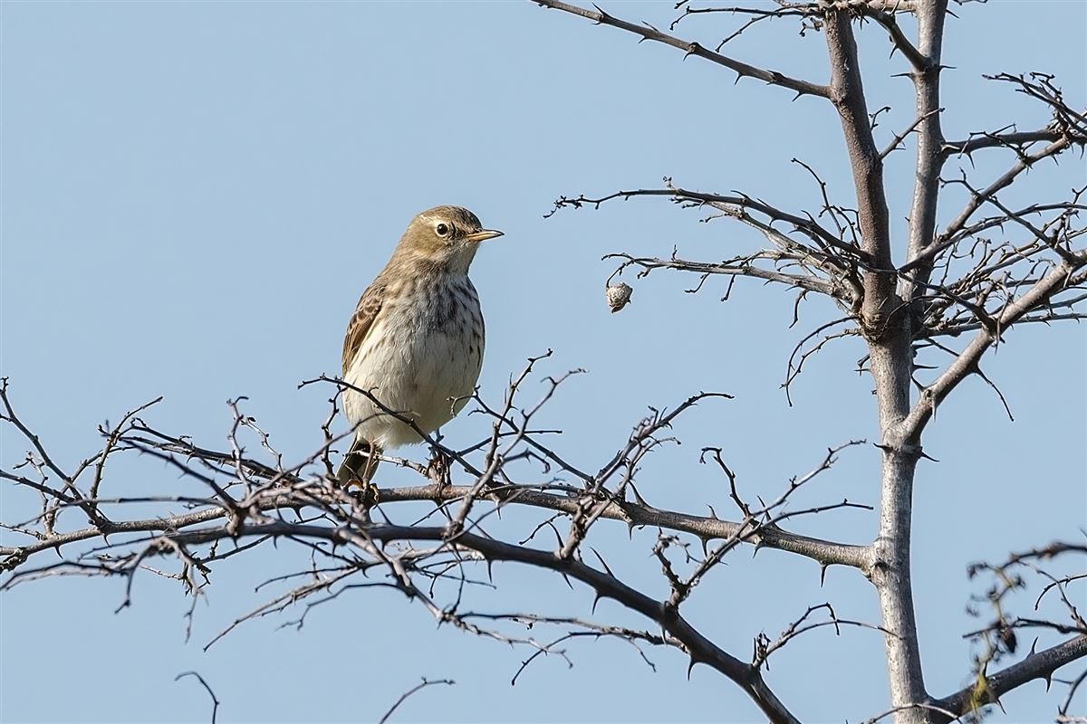 Water Pipit