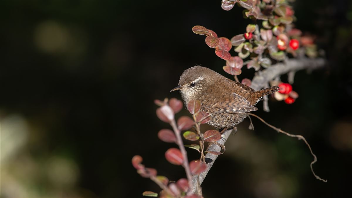 Eurasian Wren