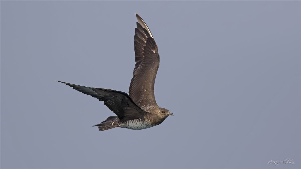Parasitic Jaeger