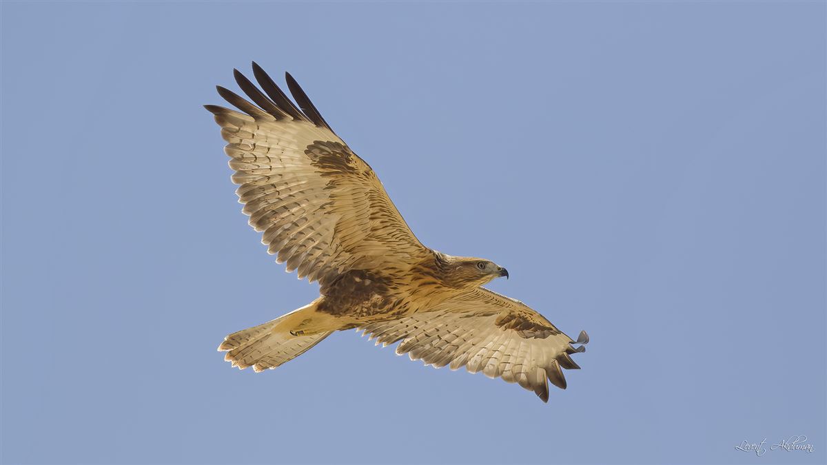 Long-legged Buzzard