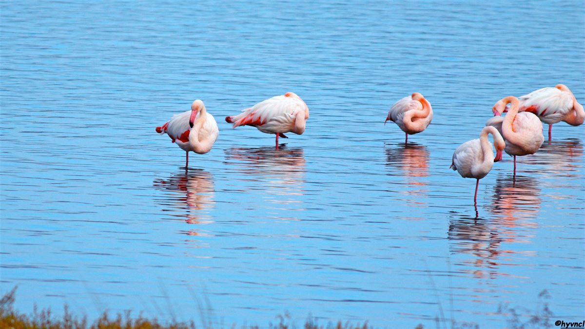 Greater Flamingo