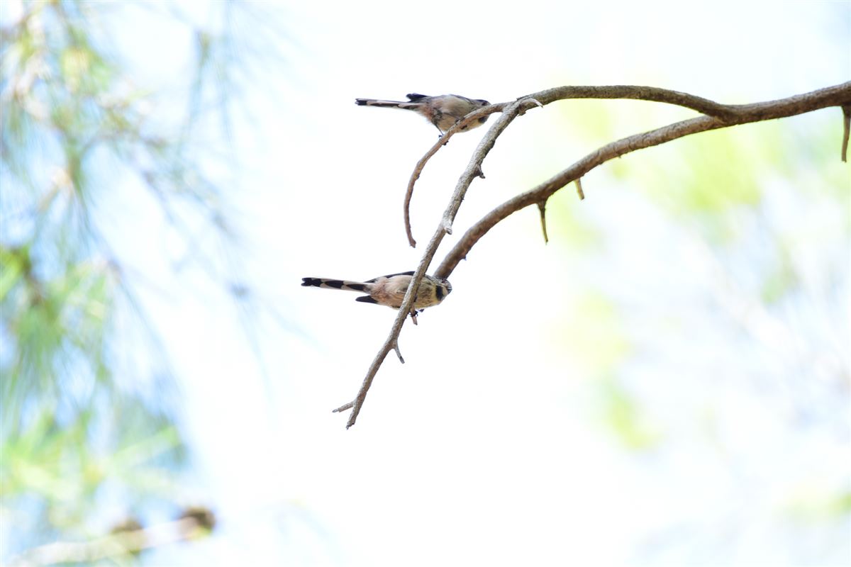 Long-tailed Tit