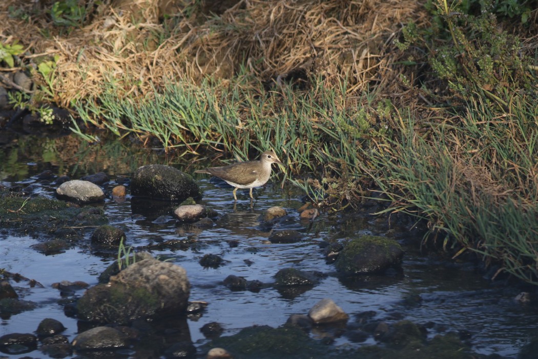 Common Sandpiper