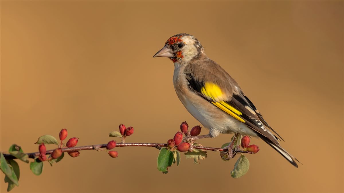European Goldfinch