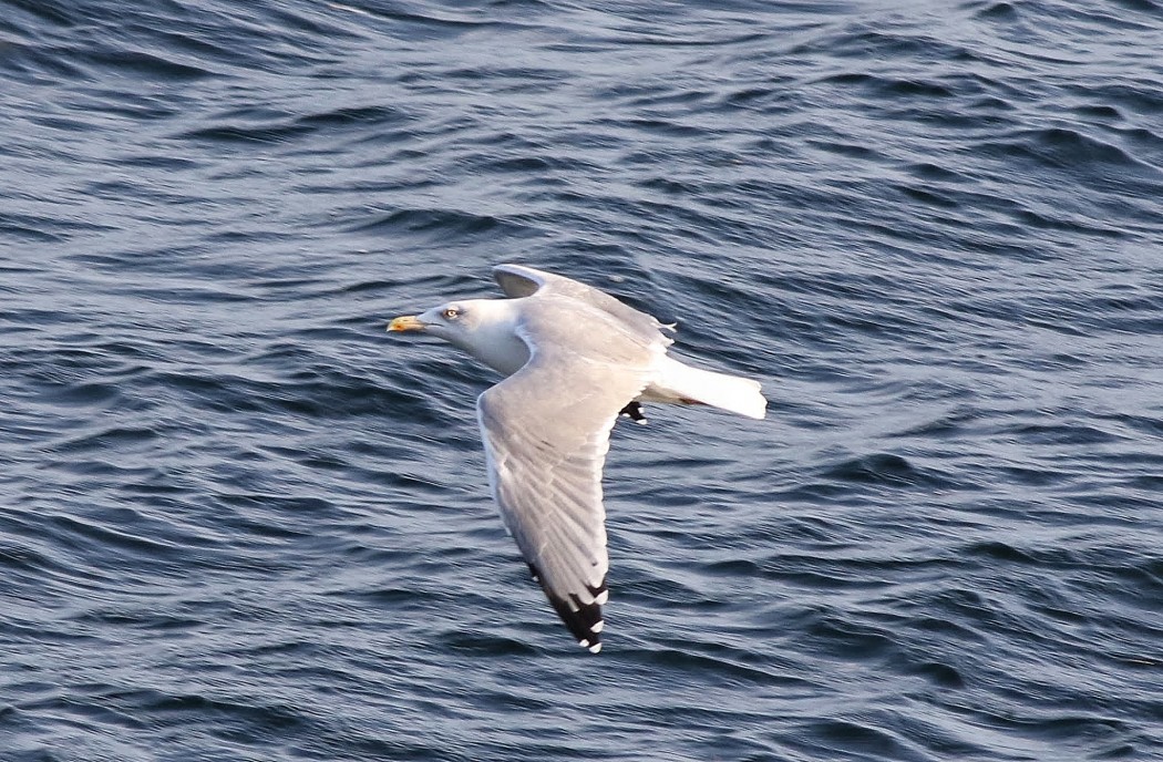 Yellow-legged Gull