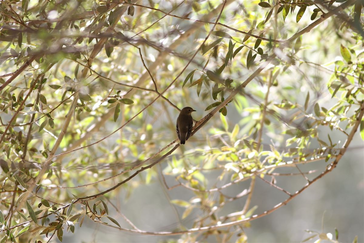 Semicollared Flycatcher