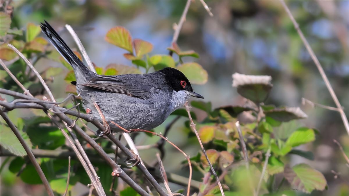 Sardinian Warbler