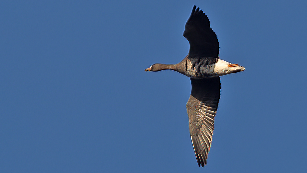 Greater White-fronted Goose
