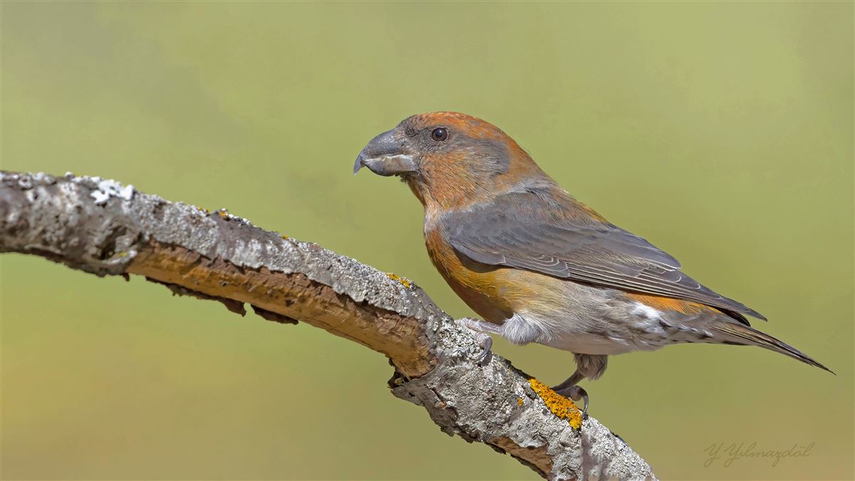 Red Crossbill