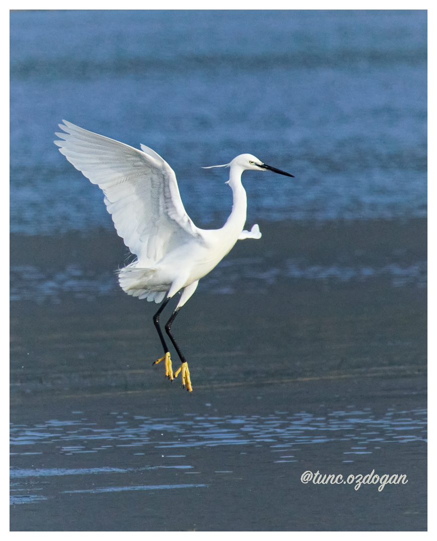 Little Egret