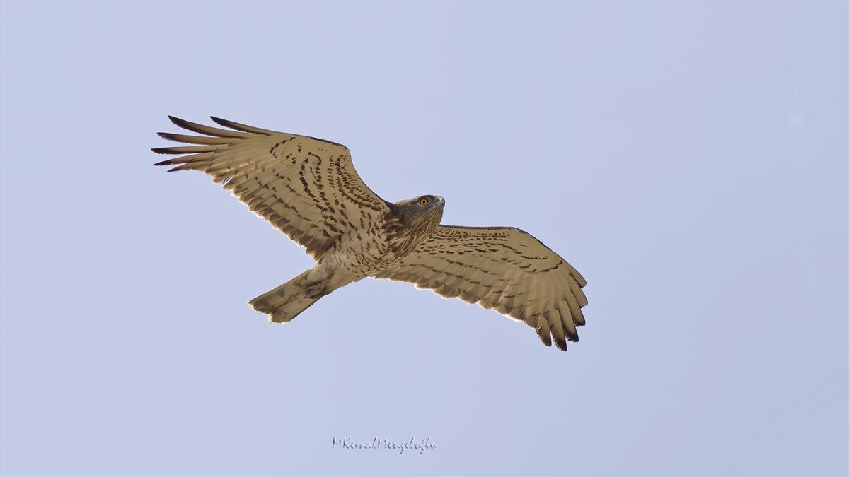 Short-toed Snake Eagle