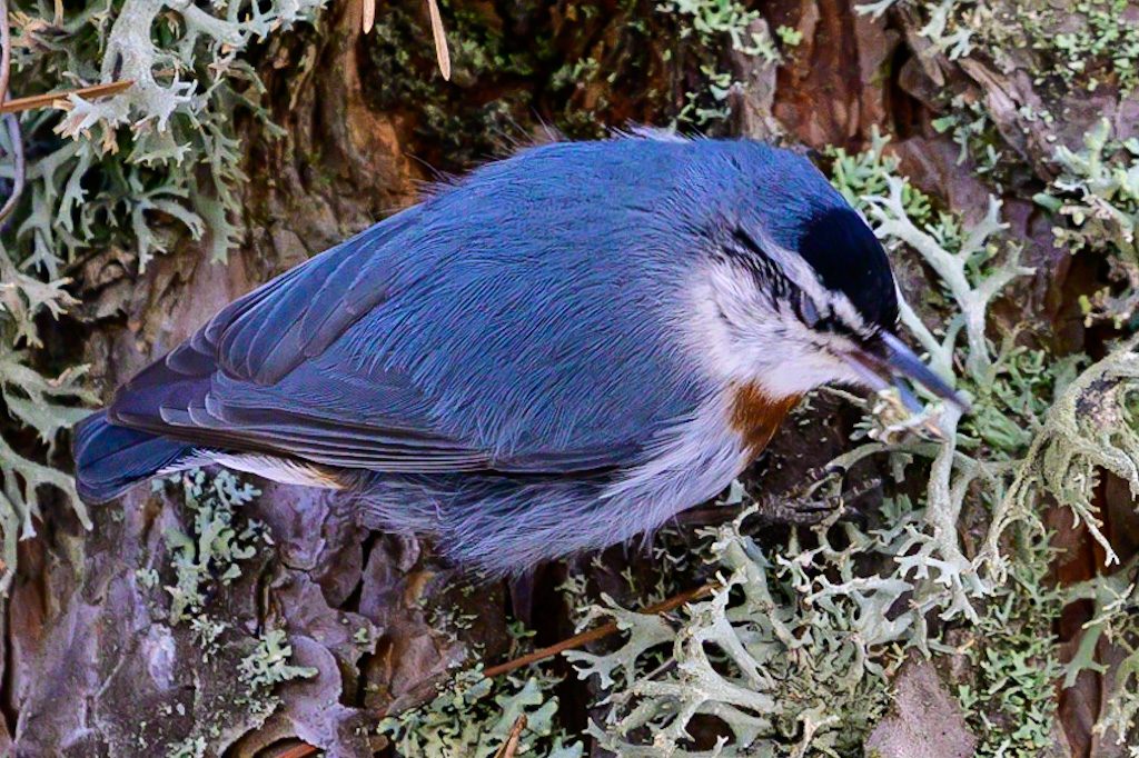 Krüper`s Nuthatch