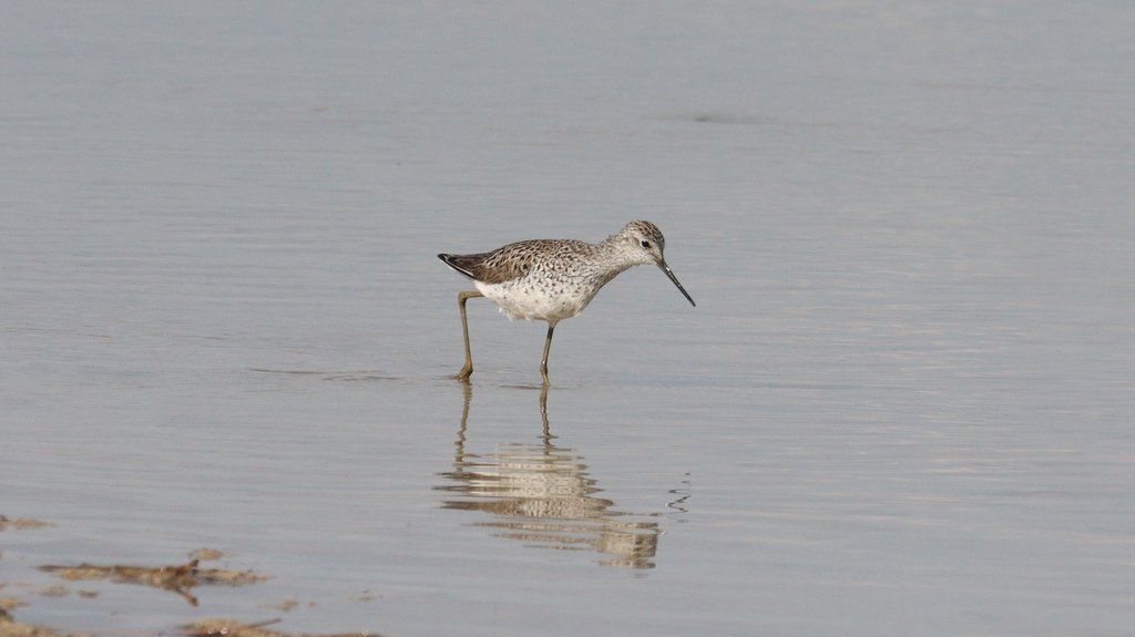 Marsh Sandpiper