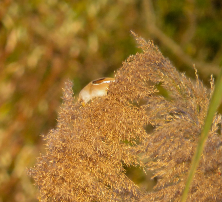 Bearded Reedling