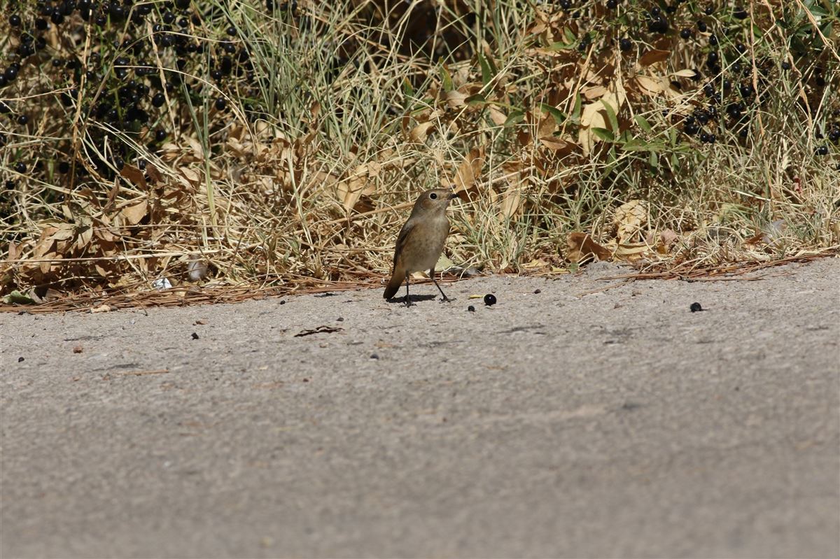 Black Redstart