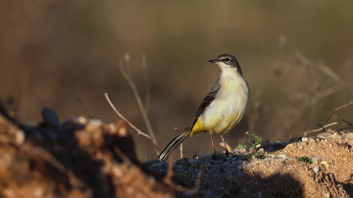 Grey Wagtail