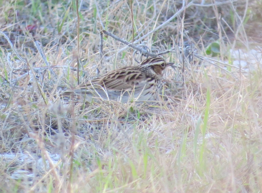 Woodlark