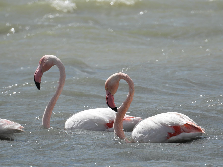 Greater Flamingo