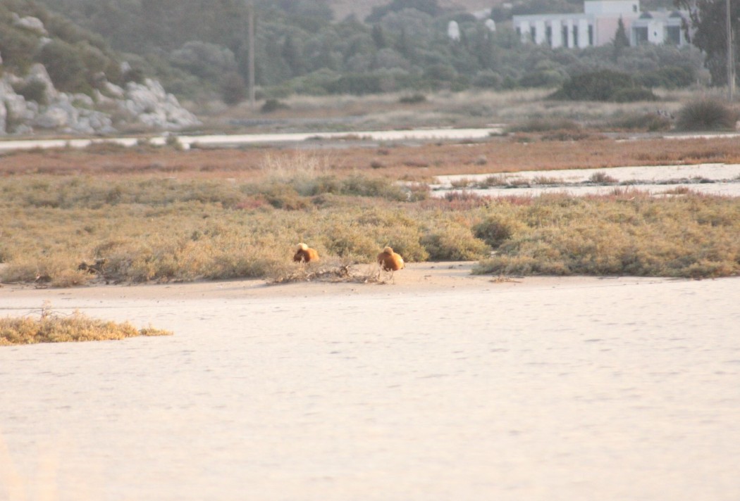 Ruddy Shelduck
