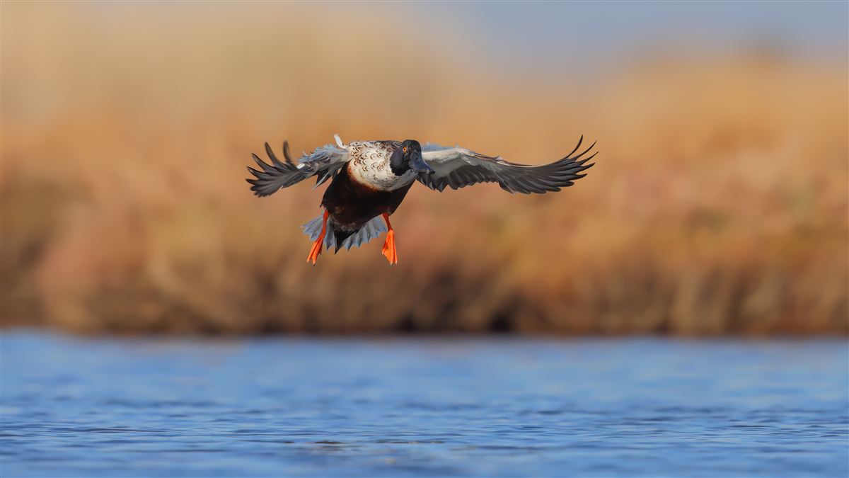 Northern Shoveler