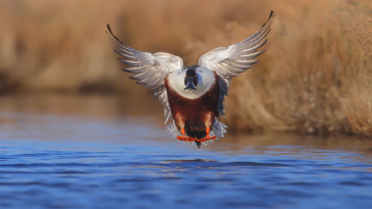 Northern Shoveler