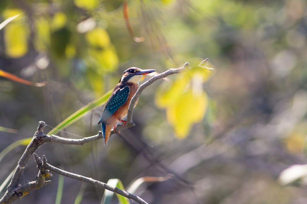 Common Kingfisher