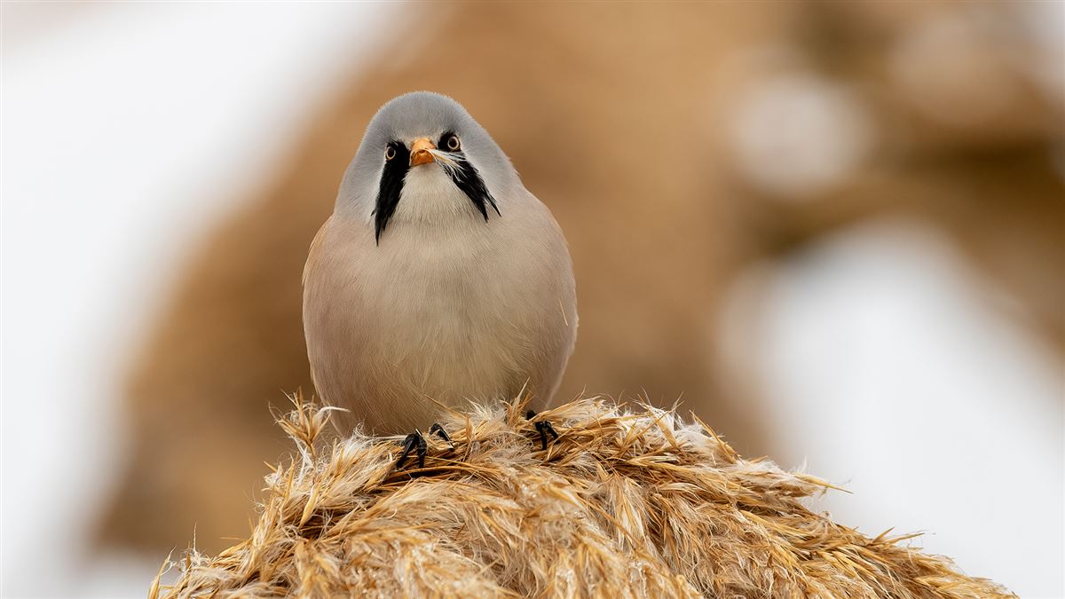 Bearded Reedling