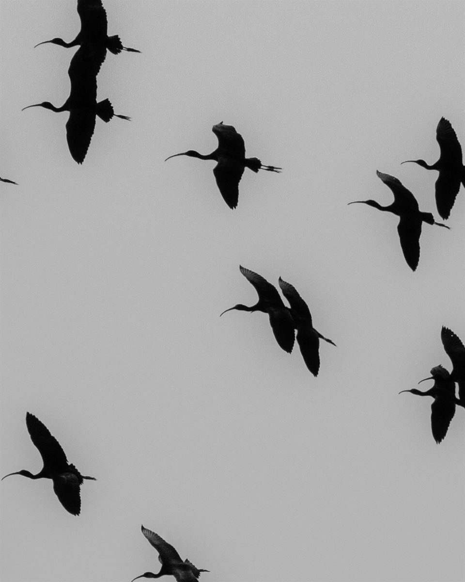 Glossy Ibis