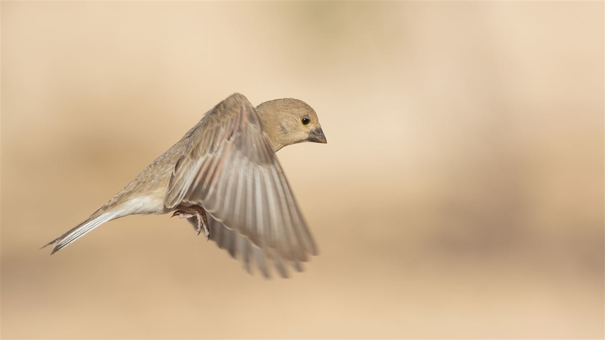 Desert Finch