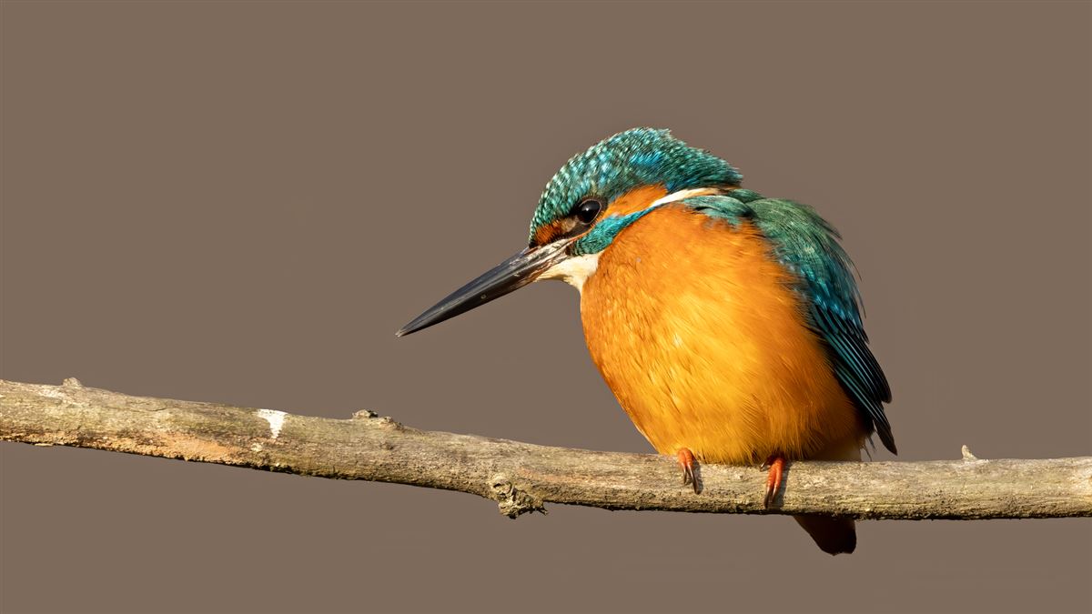 Common Kingfisher
