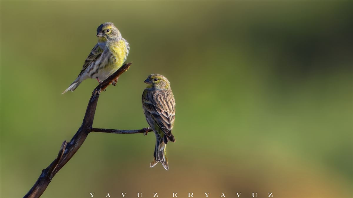 European Serin