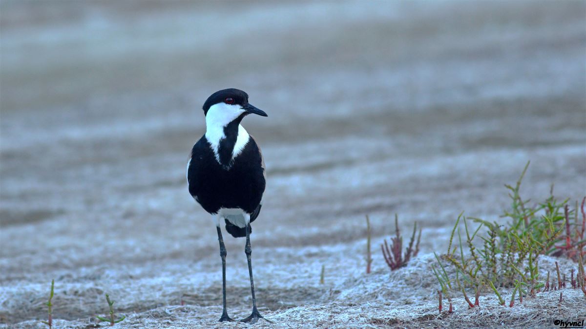 Spur-winged Lapwing