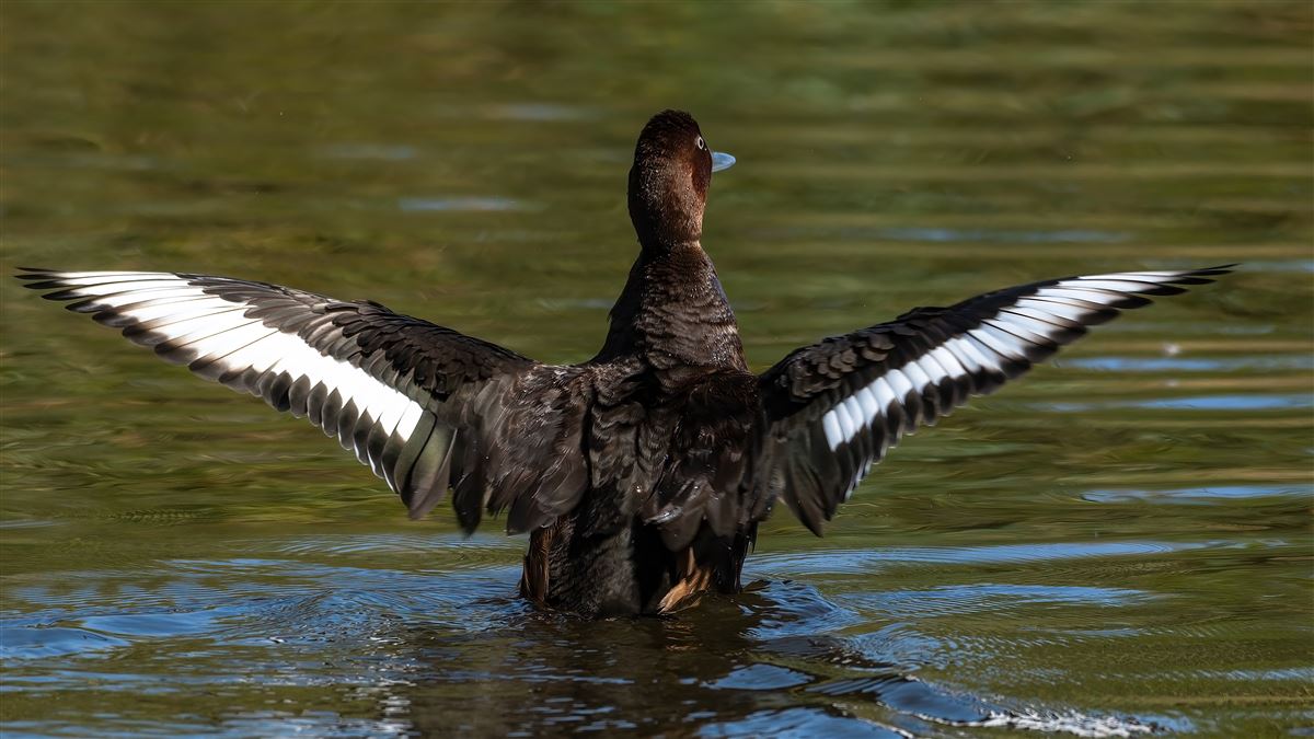 Ferruginous Duck