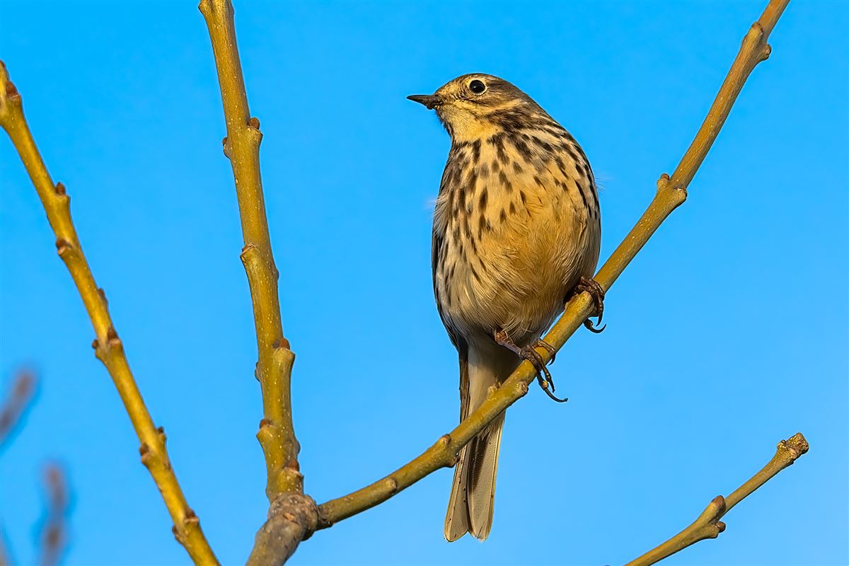 Buff-bellied Pipit