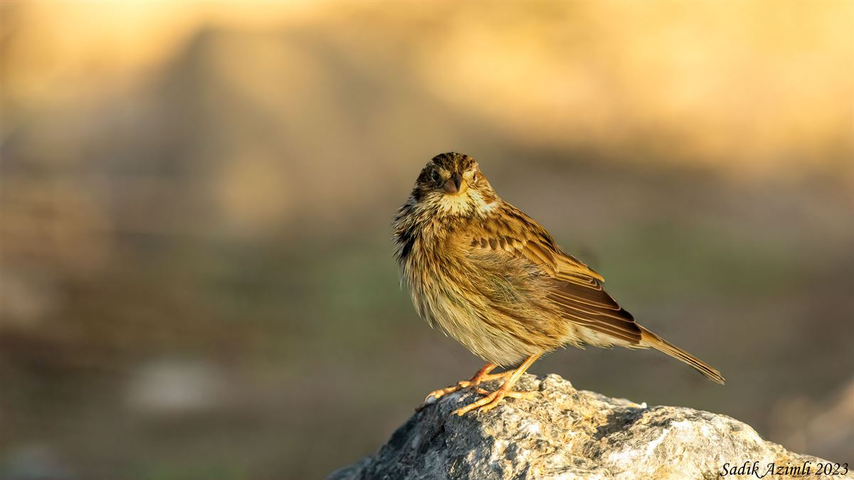 Corn Bunting