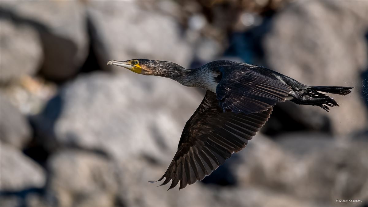 Great Cormorant