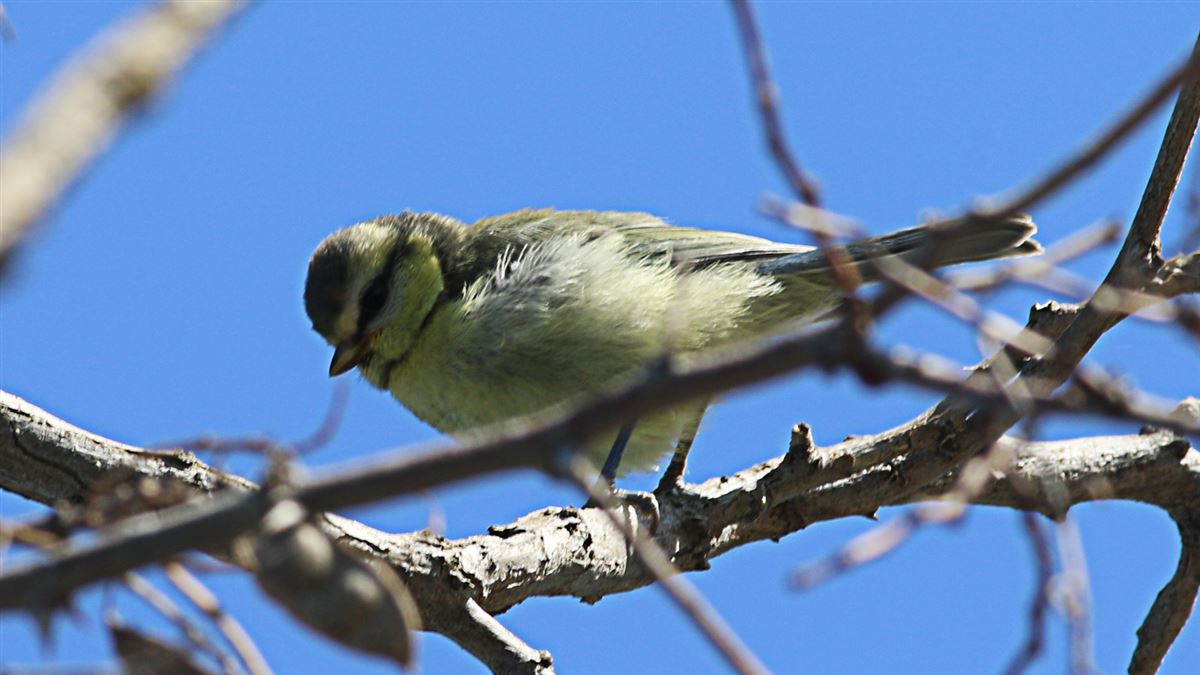 Eurasian Blue Tit