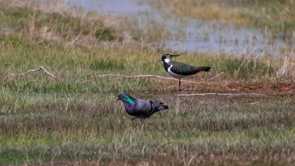 Northern Lapwing