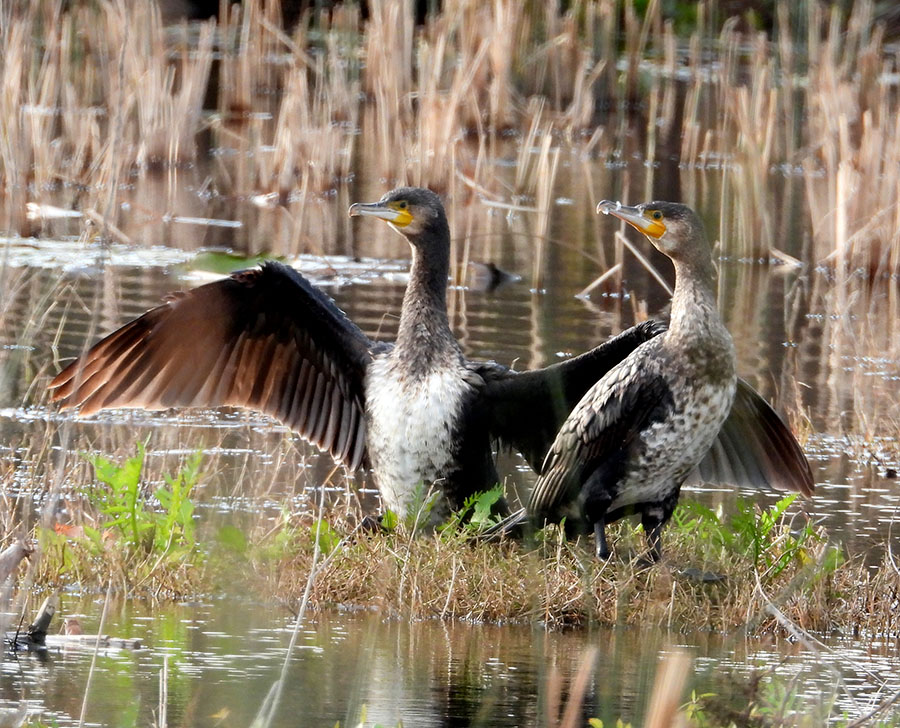 Great Cormorant
