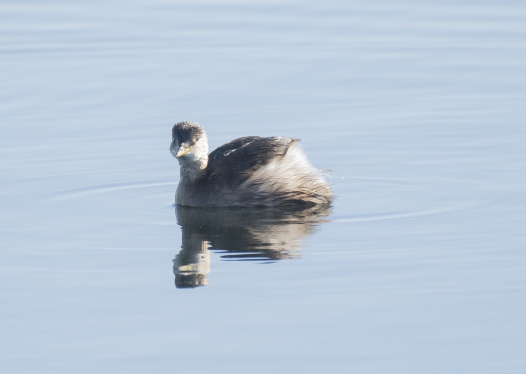 Little Grebe