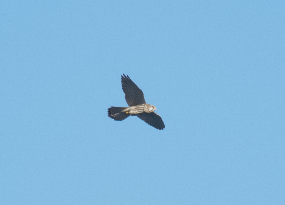 Common Kestrel