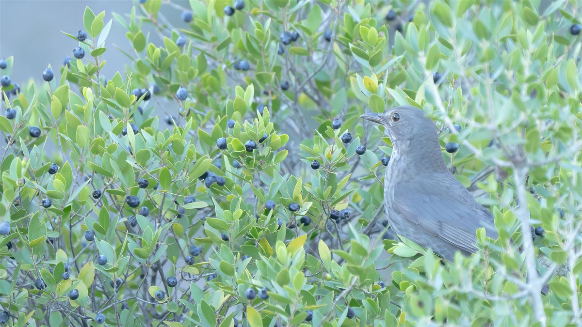Common Blackbird