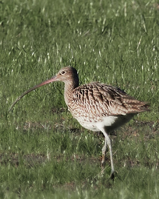 Eurasian Curlew