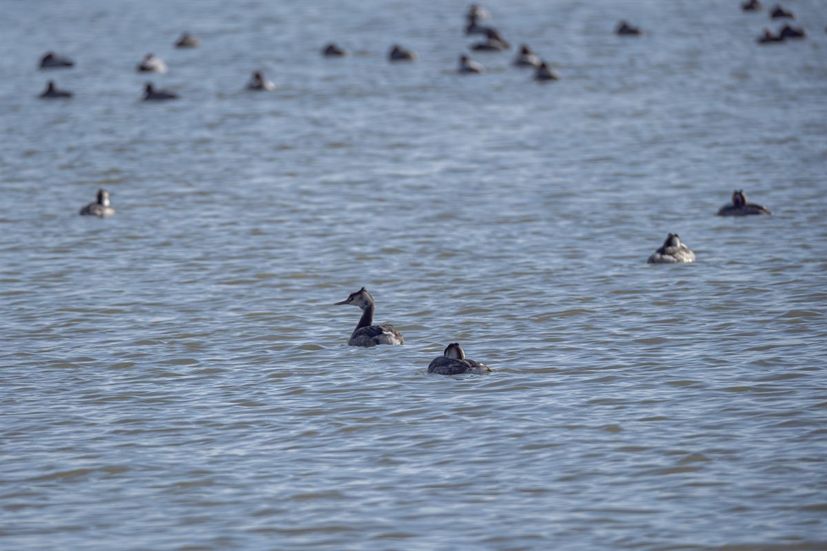 Great Crested Grebe