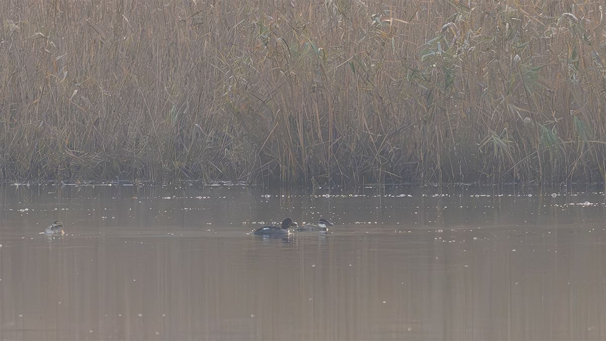 Common Goldeneye