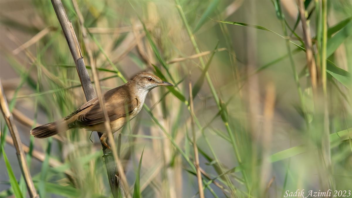 Great Reed Warbler