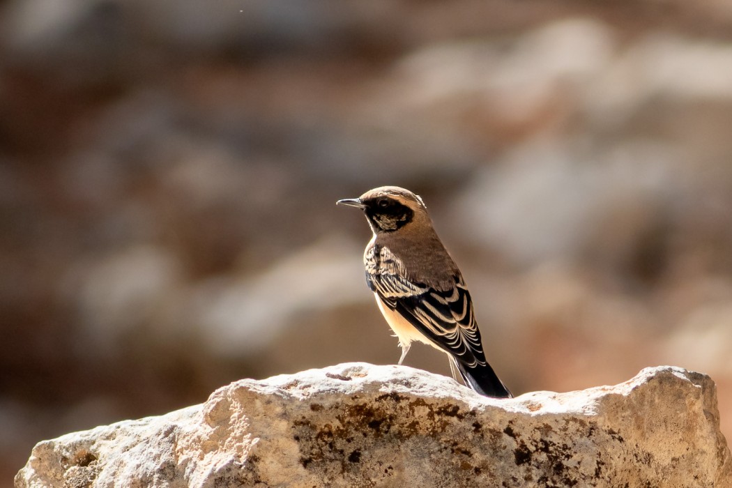 Black-eared Wheatear