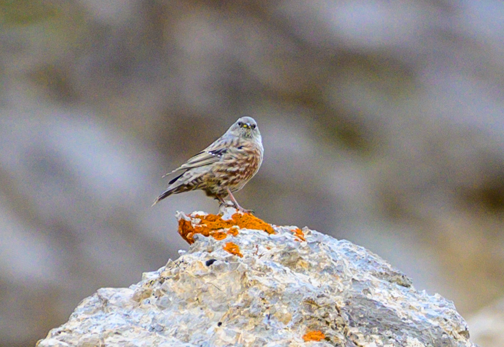 Alpine Accentor